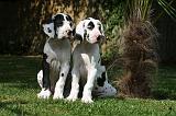 DOGUE ALLEMAND 225